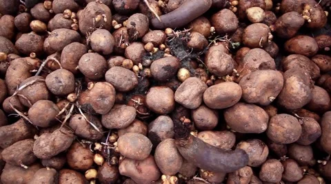 Compost Pile of Rotting Potatoes Stock-Footage 52317245