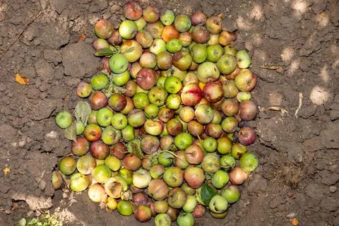 Compost pit of rotten and worm-eaten apples in a garden. Stock Photos
