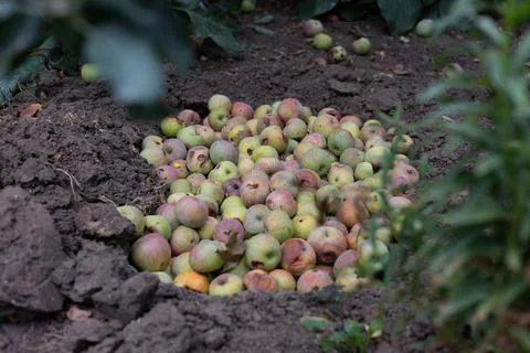 Compost pit of rotten and worm-eaten apples in a garden. Stock Photos