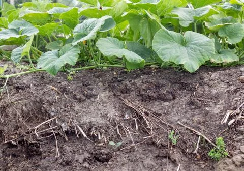 Compost soil Stock Photos