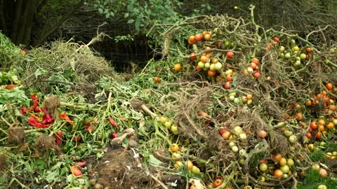 Compost vegetable bio farm autumn rotten tomato pepper lettuce cabbage pile Video stock 297657428