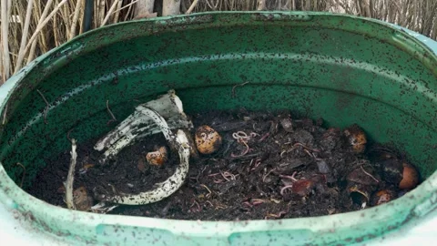 Compost worms in the compost bin Stock Footage 256507091