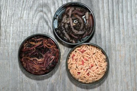 Compost worms, fly larvae and large earthworms in fishing boxes on a wooden grey Stock-Fotos