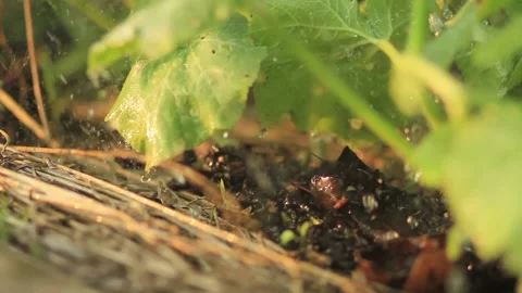 Composting and vegetable garden 動画素材 146902528