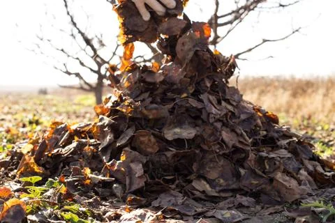 Composting fallen leaves Foto stock