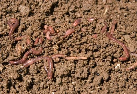 Composting garden worms Stock Photos