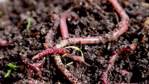 Composting Red Worms 스톡 동영상 132206308