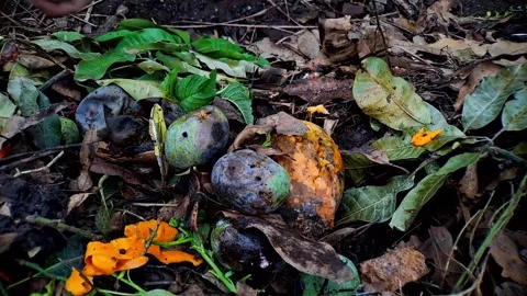 Composting Rotten Mangoes: A Close-Up View of Decomposition and Natural Rec.. Stock Footage 321117174