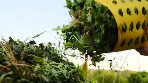 Compost.Vegetable waste. Plants fall from the  basket into compost container. Stock Footage 166914304
