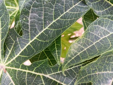 Compound leaf of papaya plant Stock Photos