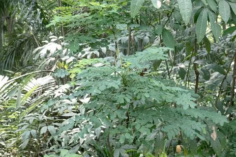 Compound leaf sapling in shaded tropical forest Stock Photos