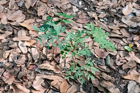 Compound Leaf Seedling on Tropical Forest Floor Stock Photos