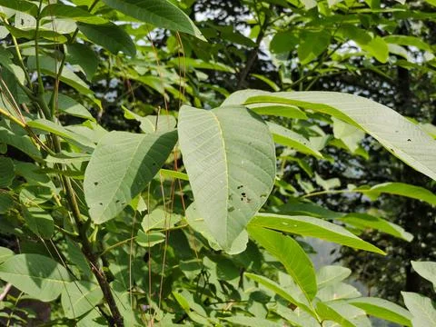 Compound leaves typical of a Walnut tree 写真素材