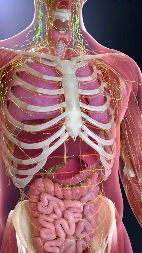 Comprehensive 3D anatomical animation displaying full-body systems Stockbeeldmateriaal 345102520