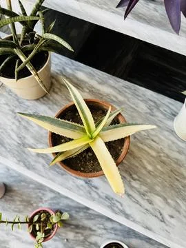 Comprehensive Collection of Cacti Fotos de archivo