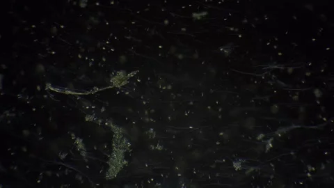 Comprehensive examination of marine microorganisms and biofilm formation Stock Footage 344086756