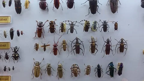 A Comprehensive Guide to Different Types of Insecticides Stock Footage 313562704