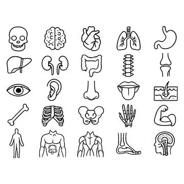 Comprehensive Human Internal Organs and Anatomy Icon Set Stock-Illustration