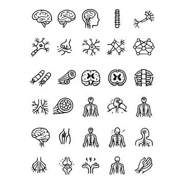 Comprehensive Human Internal Organs and Anatomy Icon Set Stock-Illustration