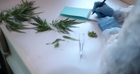 The Comprehensive Laboratory Cannabis Analysis and Research Process in Stock Footage 285697889