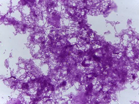 Comprehensive Microscopic Study of Mixed Bacterial Types and Primitive Vert.. 库存照片