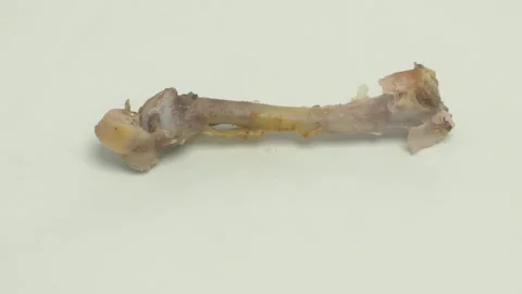 A Comprehensive Scientific Analysis of an Ancient Bone Specimen from a Stockbeeldmateriaal 282379373