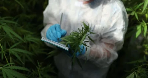 Comprehensive Testing of Cannabis Plants in a Controlled Laboratory Environment Stock Footage 281919578