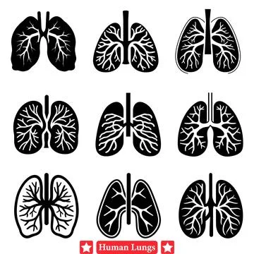 Comprehensive Vector Set of Human Lungs Perfect for Medical Infographic Desig Stock Illustration