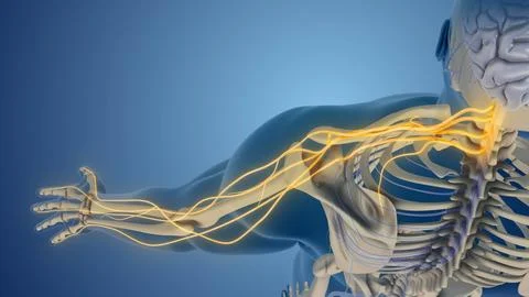 Comprehensive View of Shoulder Brachial Plexus Nerves Stock Illustration