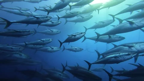 Comprehensive Wide and Close-Up Shots of Tuna School Underwater Stock Footage 311122912