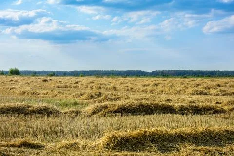 Compressed rye field Stock Photos
