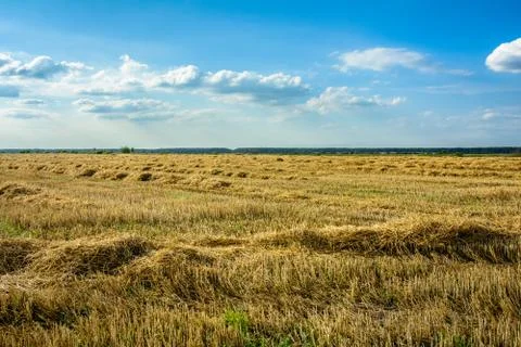 Compressed rye field Foto stock