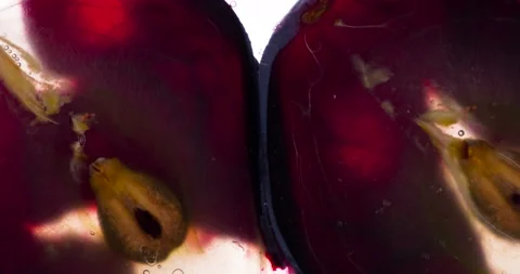 Compressing Two Black Grape Halves 4K Video stock 96267222