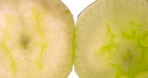 Compressing Two Green Grape Halves 4K Stock Footage 96309612