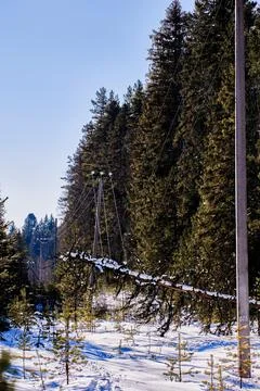 Compromised overhead conductors from fallen tree present electrocution haza.. Stock Photos