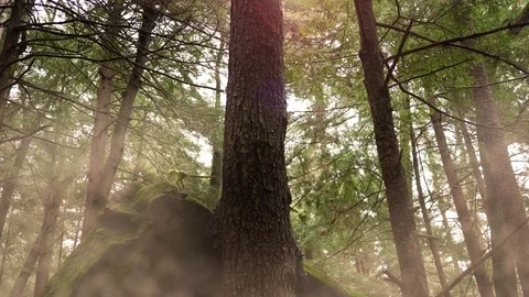 Compsognathus - Small theropod dinosaur from the late Jurassic period roaring in Stock Footage 84042716