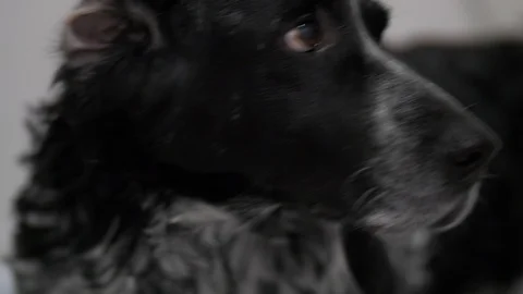 Compulsory dog grooming Stock Footage 105566325