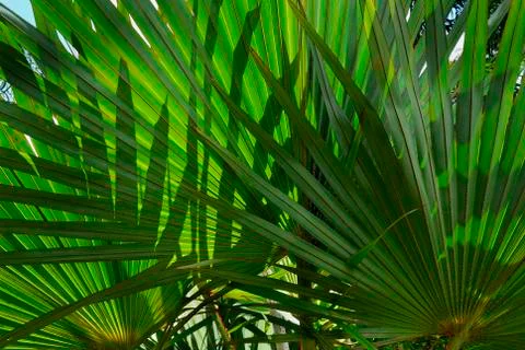 Computer abstract tree leaf laptop blue fan red Stock Photos
