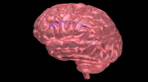 Computer animation of the human brain Stockbeeldmateriaal 64803712