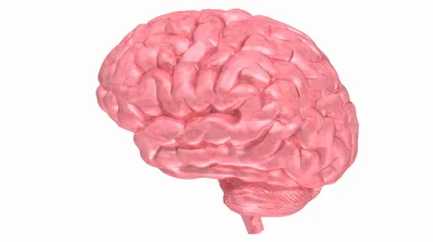 Computer animation of the human brain Stock-Footage 64803713
