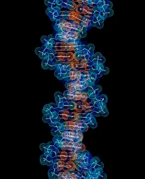 Computer artwork of a segment of beta dna 库存插图