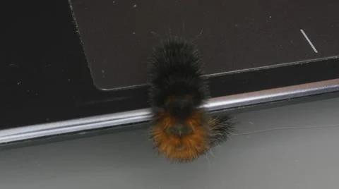 Computer Bug Stockbeeldmateriaal 55247324