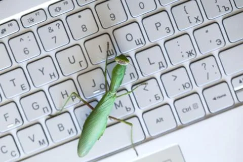 Computer bug metaphor, big green mantis is on a laptop Foto stock