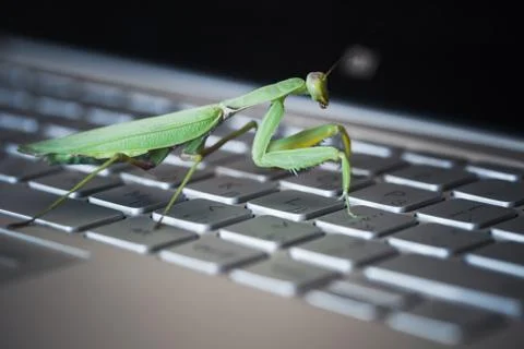 Computer bug metaphor. Mantis Stock Photos