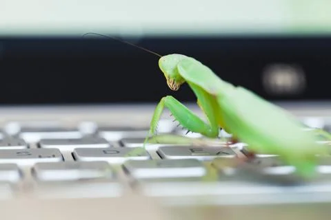 Computer bug metaphor, mantis Stock-Fotos