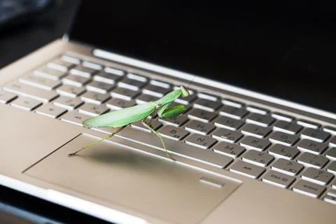 Computer bug metaphor photo Foto stock