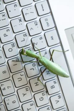 Computer bug metaphor, top view Foto stock