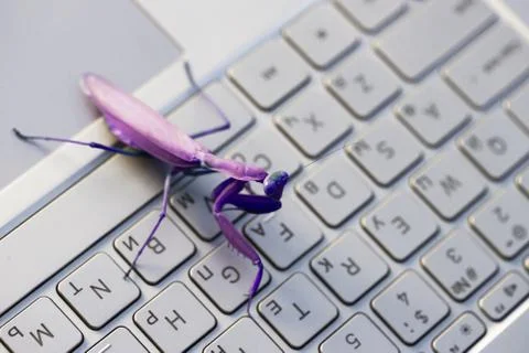 Computer bug or virus metaphor, purple mantis Stock Photos