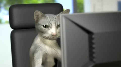 Computer Cat 스톡 동영상 12131531
