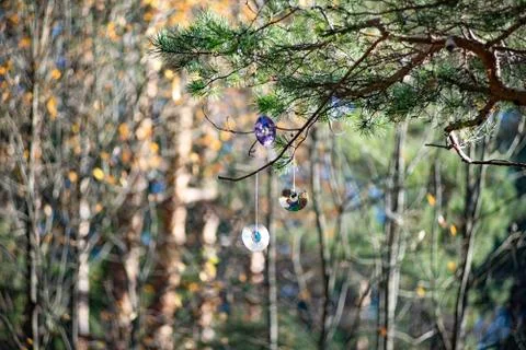 Computer disks are hanging on a tree in the forest. This ornament Stock Photos